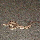 Rattlesnake