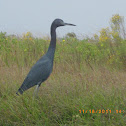 Little Blue Heron