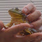 American Bullfrog