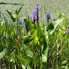 Pickerelweed