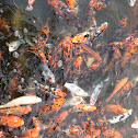 Koi fish