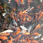Koi fish