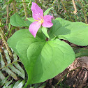 Trillium