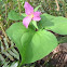 Trillium