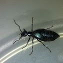 Oil Beetle