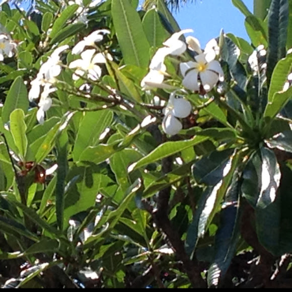 Spotting Image 1