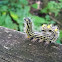 Yellow-necked caterpiller moth