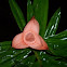Climbing Pandanus
