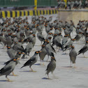 Bank Myna