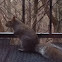 Eastern Gray Squirrel