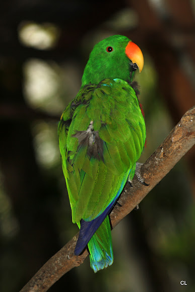 Spotting Image 1
