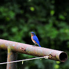 Eastern Bluebird