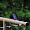 Eastern Bluebird