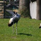 Grey Crowned Crane