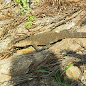 Indian Monitor