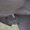  African elephant