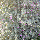Mediterranean Tree Mallow