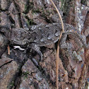Eastern fence lizard