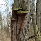 Bracket fungus
