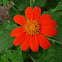 Mexican sunflower 'Sundance'