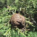 Unripe Cedar Apple Gall