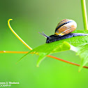 Snail