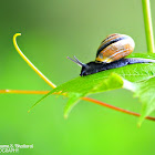 Snail