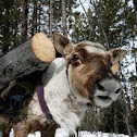 Reindeer