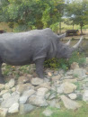 Rhino Statue 