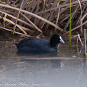 Coot; Focha Común