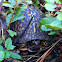 Eastern Box Turtle