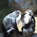 Lion-Tailed Macaque