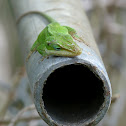 Green Anole