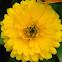 calendula