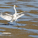 Great Egret