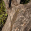 Nile monitor