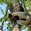 Coquerel's sifaka