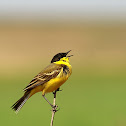 Black-headed Wagtail