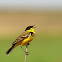 Black-headed Wagtail