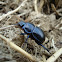 Earth-boring dung beetle