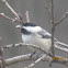 Black-capped Chickadee