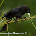 Boyero cacique (Red rumped cacique)
