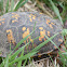 Eastern Box Turtle