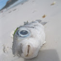Puffer fish