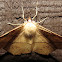 Large Maple Spanworm Moth