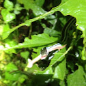 Western ribbon snake