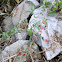 Northern Redcurrant