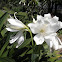 lily