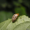 Yellow pleasing fungus beetle