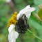 Dark Flower Scarab